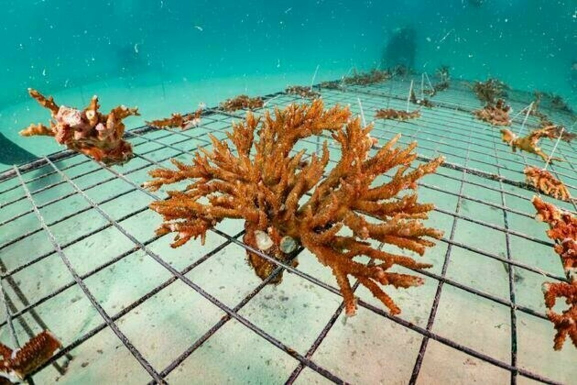 EAD plants over 4 million coral fragments in emirate's waters
