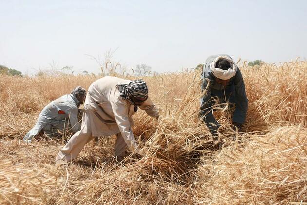 Asia Album: Happy wheat harvest in Lahore, Pakistan