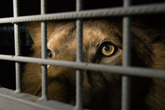 South Africa announces ban on breeding lions in captivity for hunting