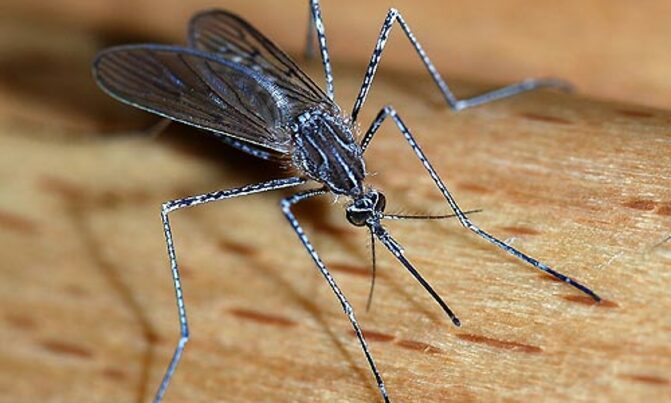 GSK aims to market world''s first malaria vaccine GSK aims to market world''s first malaria vaccine