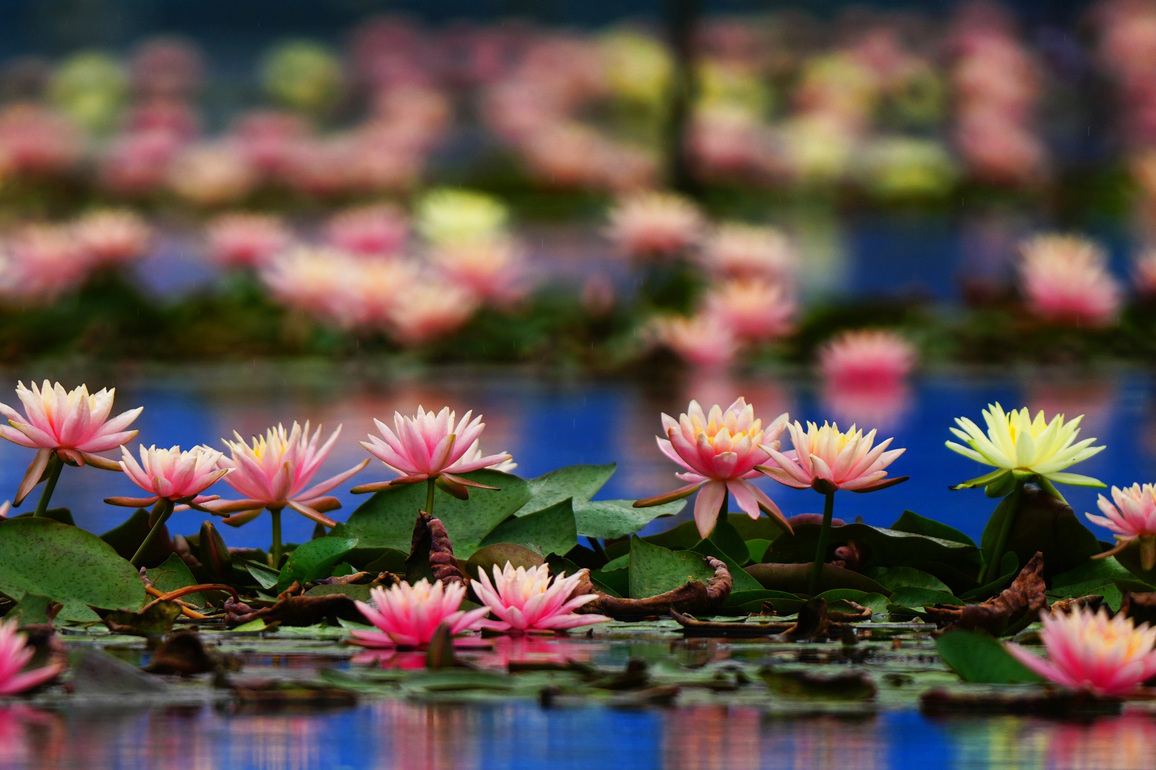 #CHINA-WATER LILY-FLOWERS (CN)
