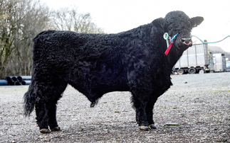 Welsh Blacks top at 8,500gns at Dolgellau