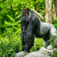 Who would win in a fight between 100 men and 1 gorilla? An evolutionary expert weighs in