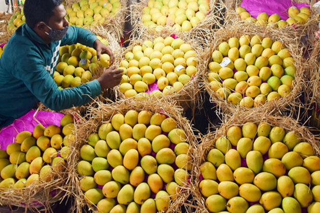 Gujarat mangoes make mark in international markets, 856 MT exported in 2024-25