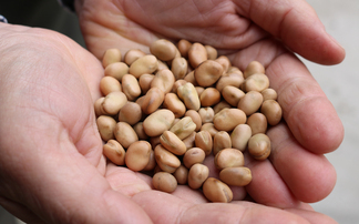 Home-grown faba beans show promise as lower-carbon protein for livestock feed
