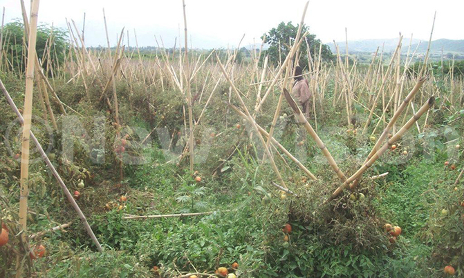 Famine looms in Kasese as prolonged drought hits hard Famine looms in Kasese as prolonged drought hits hard