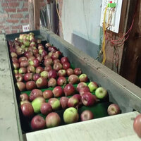Himachal apple farmers face severe crop losses due to harsh weather, demand govt action