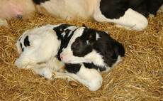 Work still needed on colostrum management