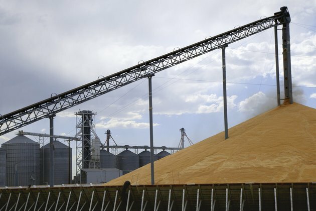Wheat prices to surge as Ukraine&#039;s harvest shrinks official