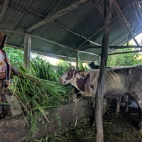 TANZANIA-ZANZIBAR-CHINESE JUNCAO TECHNOLOGY-FARMING