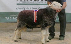 New Herdwick record of 18,000gns