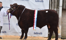 Stirling Bull Sales: Salers realise 16,000gns and Luings peak at 20,000gns