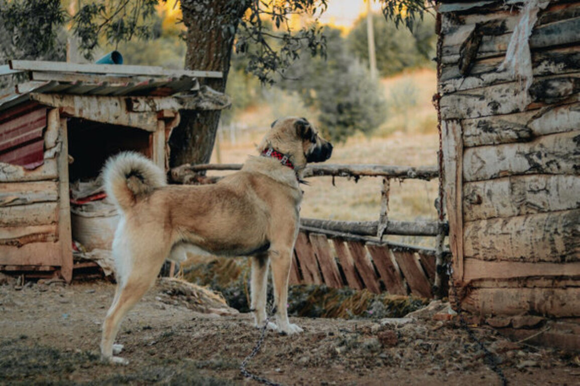 Two Massive Kangals Tear Mans Leg in Bulgarian Village