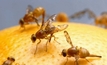 Baiting essential to avoid getting stung by fruit fly