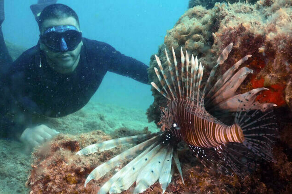 Invasive species thrive as Mediterranean waters hit record high