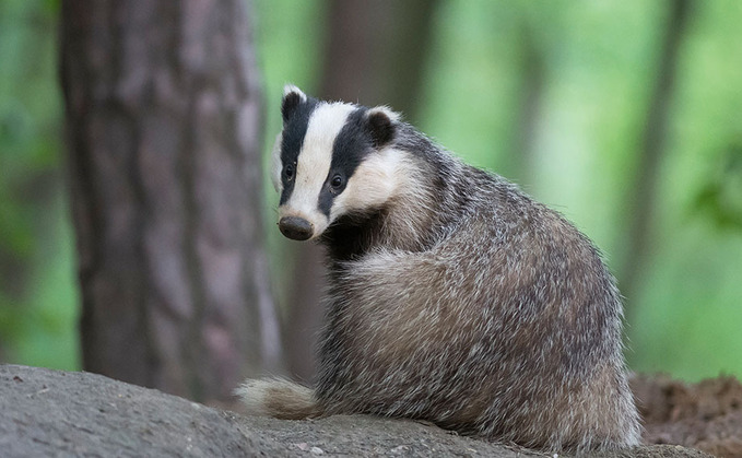 Derbyshire badger cull could go ahead, leaked Government documents show