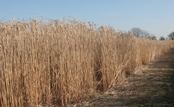 Miscanthus to provide profitability on flood-prone land