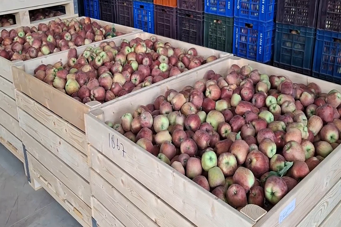 Cold storage facilities save South Kashmir apple growers from heavy losses after highway closure
