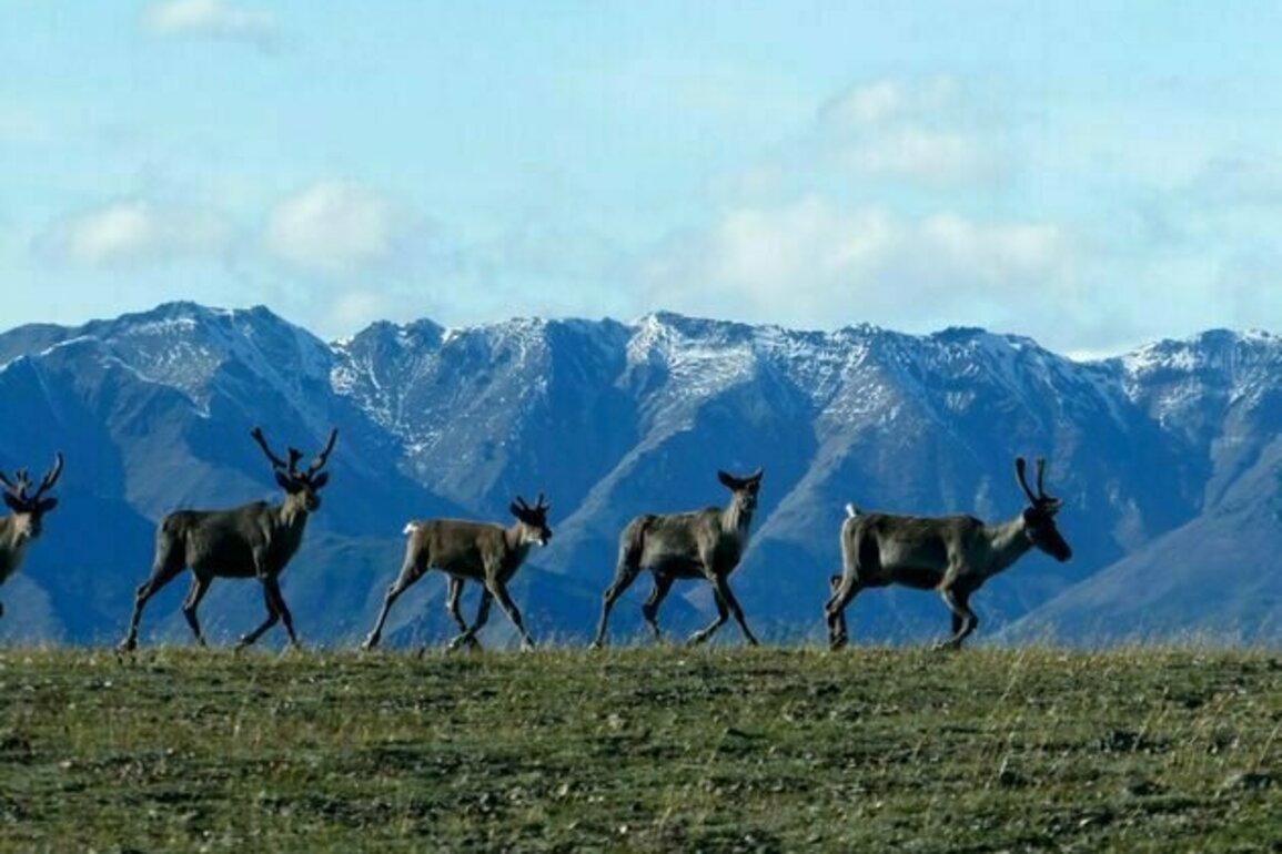 New research indicates caribou populations could decline 80 per cent by 2100