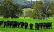 Sustainable grazing on saline land