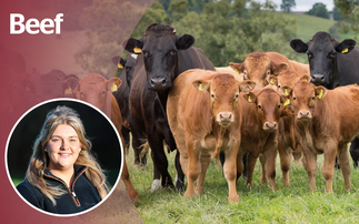 OPINION: Are we breeding out stockmanship from the next generation?