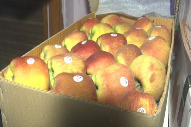 Fruit merchants in MP's Gwalior express strong protest against Turkey imported apples amid recent India-Pak tension