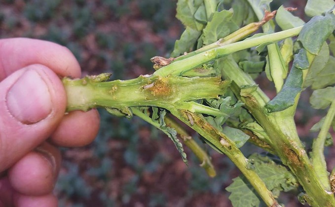 Oilseed rape crops hit by flea beetle and rape stem weevil