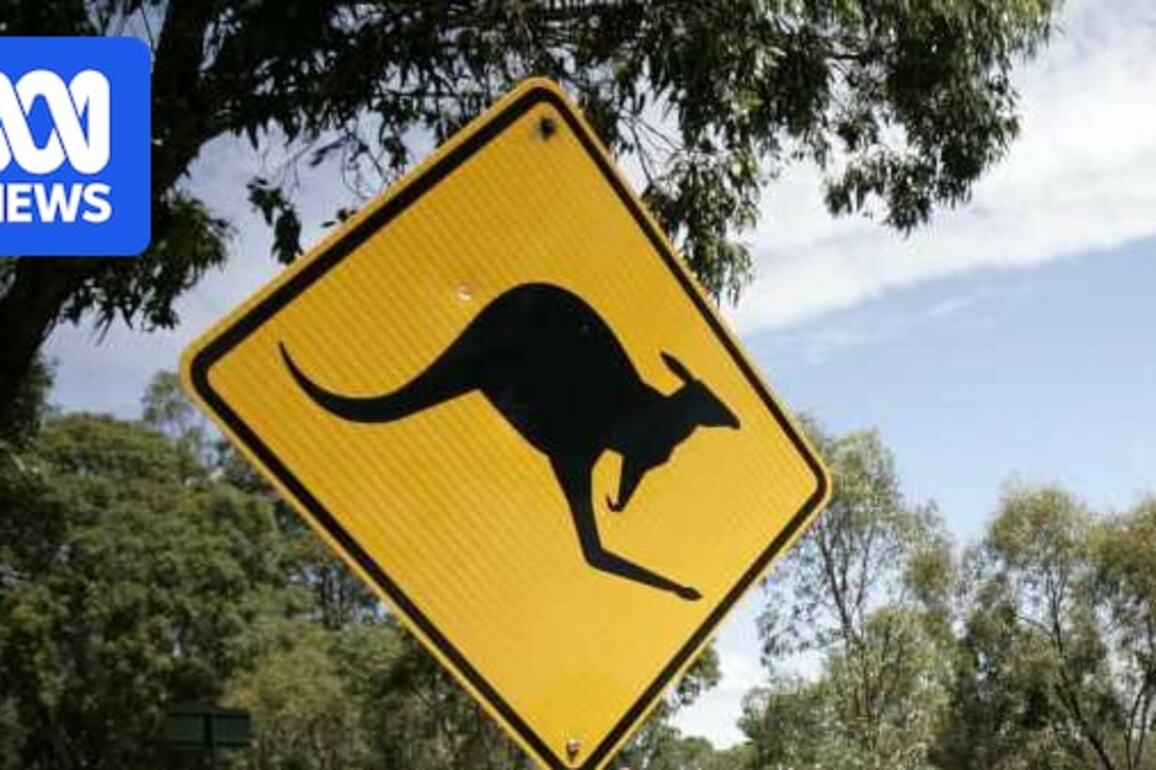Man charged with animal cruelty after kangaroo allegedly dragged by the neck at Bywong