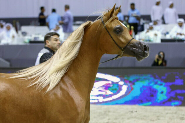 Final preparations complete for Dubai International Arabian Horse Championship