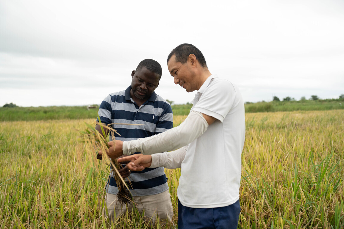 MOZAMBIQUE-CHINESE AGRICULTURAL EXPERTS-PRODUCTIVITY