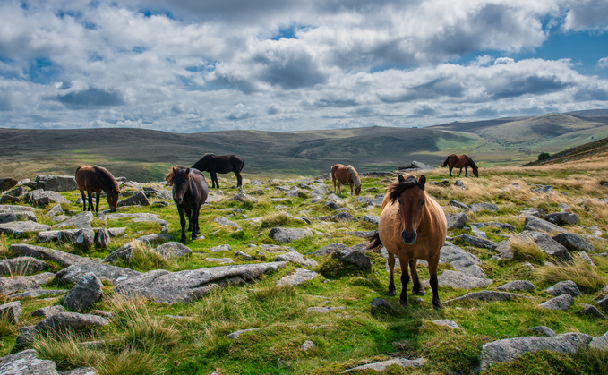 Dartmoor ponies given protection after fears of culls