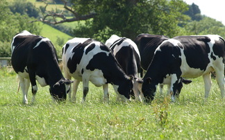 Pembrokeshire and North Wales bovine TB eradication projects extended following success