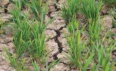 Farming Matters: Helen Fisher – "The fields, sodden all winter, are now dry as the desert'"
