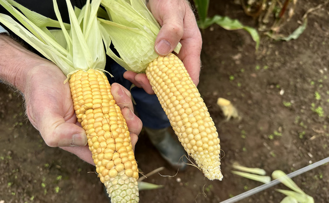 Maize cobs not yet fully matured.