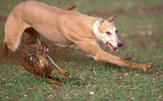 New law passed to crackdown on hare coursing and illegal encampments