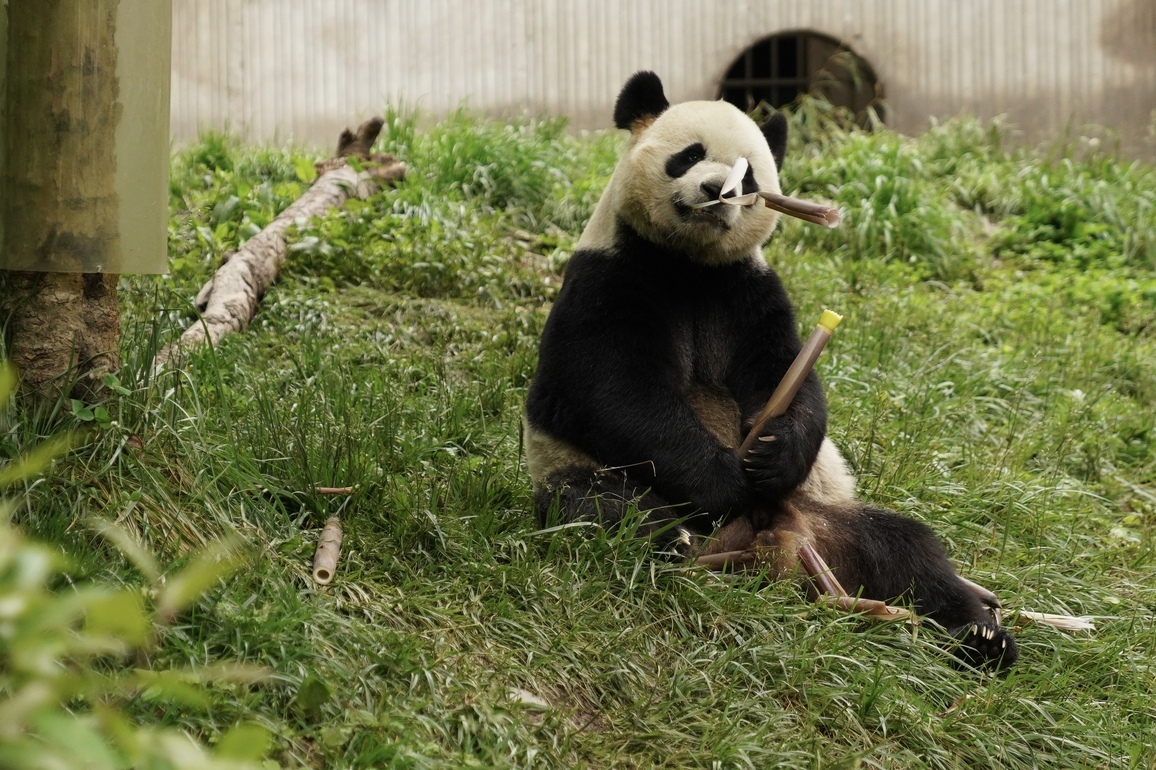 CHINA-SICHUAN-SHENSHUPING-GIANT PANDAS (CN)