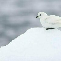 The southern hemisphere is full of birds found nowhere else on Earth. Their importance has been overlooked