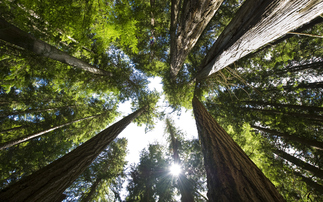 Could a standards shake-up restore confidence in the 'stalled' carbon market?