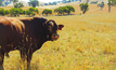  The NT Cattlemen's Association said many pastoralists were becoming concerned with impacts of fracking.