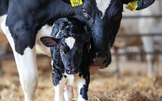 How to control cryptosporidiosis in calves