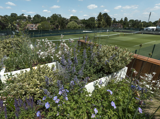 How Wimbledon is aiming to ace the climate adaptation challenge