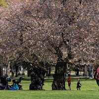 CANADA-ONTARIO-CHERRY BLOSSOMS