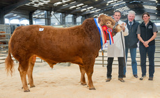 Limousin records smashed at Hexham