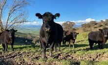 In good seasons, the Nankervis family aim to finish cattle to supply grass-fed programs such as Greenham’s Never Ever. 