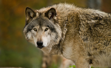 Farmers need to be listened to on wolf, lynx or bear reintroductions