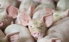 Increase in slaughterings and supplies sees pig prices ease