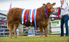 Balmoral Show: Limousin heifer takes the crown 