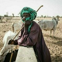 Une etude genetique retrace les origines des Peuls, la plus grande communaute pastorale d'Afrique