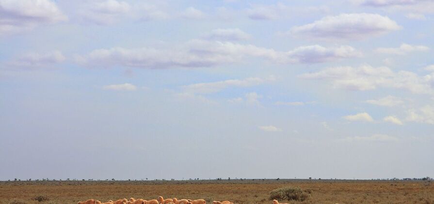 Consolidated Pastoral Company (CPC) recently snapped up its second sheep station on the Nullarbor Plain. 