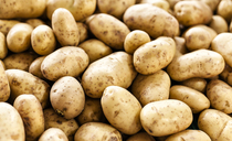 GB Potatoes launches second year of Potato Industry Development Programme